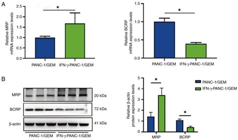 Pancreatic Cancer Cell Lines Atcc Bioz