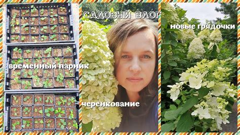 Садовый Влог №4 | Последнее ЧЕРЕНКОВАНИЕ гортензии в августе ...