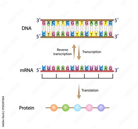 Transcription DNA Is Converted Into A MRNA Reverse Transcription