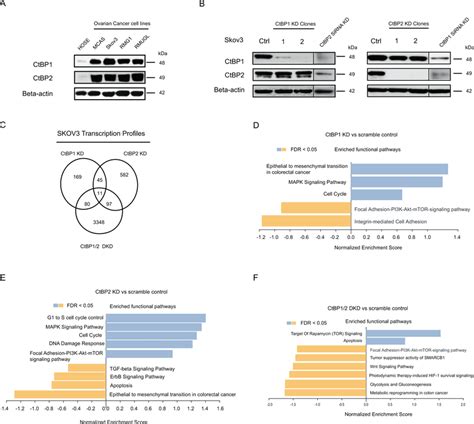 CtBP1/2 overexpressed in ovarian cancer cell lines and stable knockdown ... 