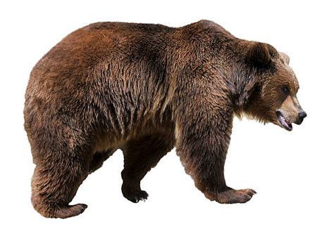 63800 Brown Bear Stock Photos Pictures And Royalty Free Images Istock