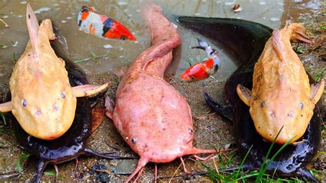 Seru Menangkap Ikan Lele Raksasa Di Lubang Ikan Sapu Sapu Kelomang Ikan