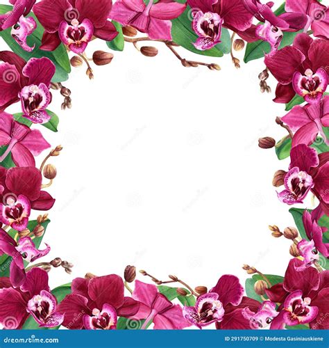 Square Frame With Blooms Leaves And Buds Of Flower Orchid Watercolor