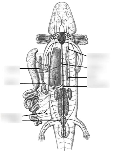 Necturus Sp Arteries Diagram Quizlet