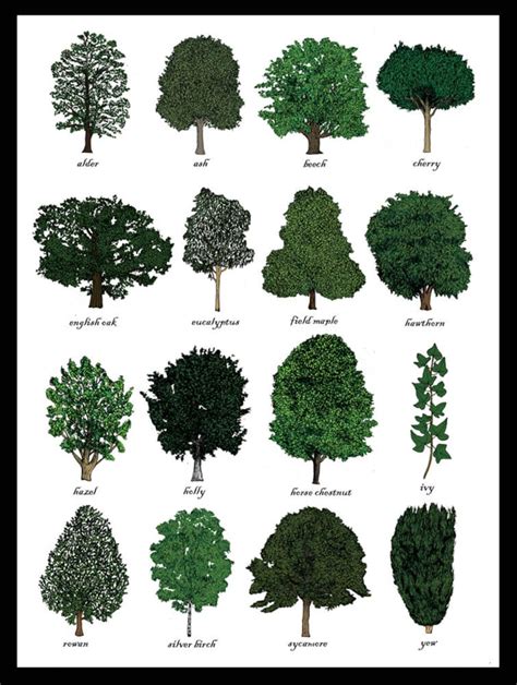 Trees Identification Print Wall Art Chart Dendrology Tree Art Print