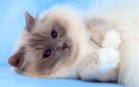 Fluffy Birman Cat Wallpaper Animals Wallpaper Better