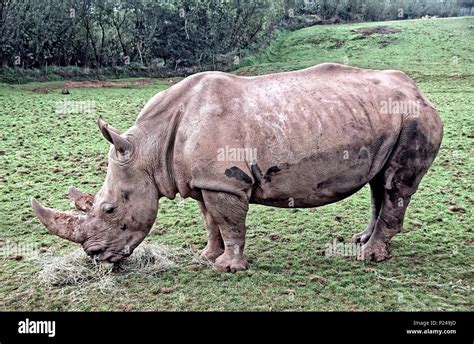 Nashorn arten -Fotos und -Bildmaterial in hoher Auflösung – Alamy