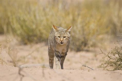 African Wild Cat stock photo. Image of park, animal, endangered - 4005714