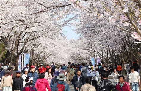 시민들로 붐비는 인천대공원 벚꽃축제 연합뉴스