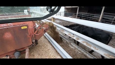 Feeding Tmr Silage To Calf Lot Youtube