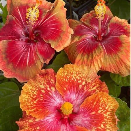 Hibiscus Winter Care: Caring For Hibiscus Tree In Winter