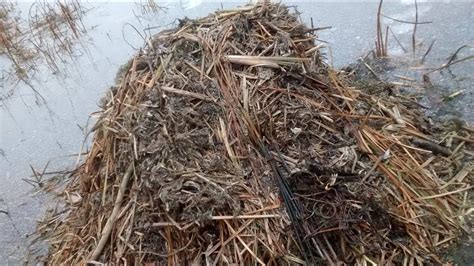 Muskrat Hut Colony Trapping Youtube