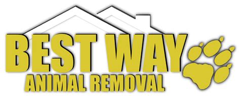 Contact Best Way Animal Removal