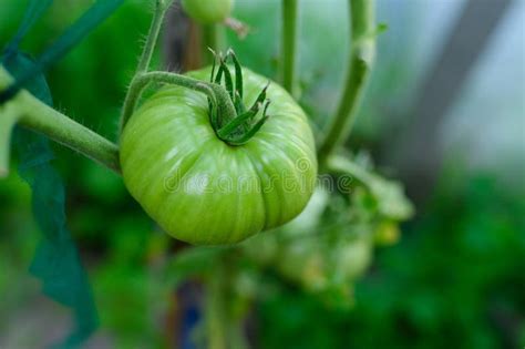 Tomato Plants Unripe Green Tomato On A Branch The Concept Of Organic