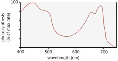 Action Spectrum Of Photosynthesis