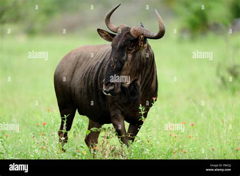 Wildebeest Gnu Hi Res Stock Photography And Images Alamy