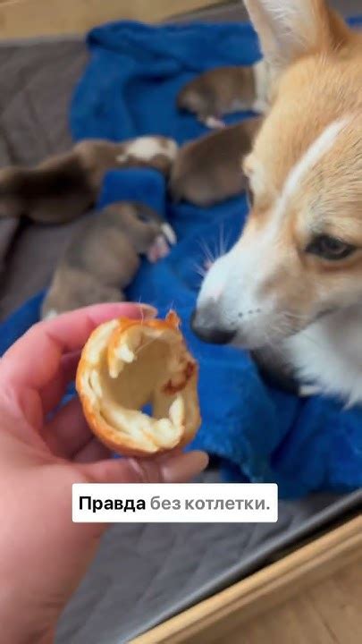 Юки ну просто великолепнейшая мамочка 😂 #puppy #корги #corgi - YouTube