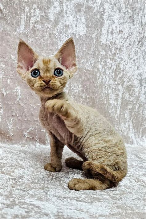 Adorable Mars Devon Rex Kitten For Sale Today Purebred Kitties