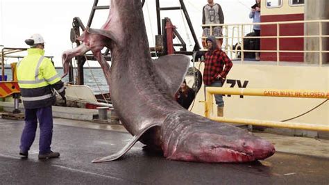 Super Rare Foot Basking Shark Caught In Australia