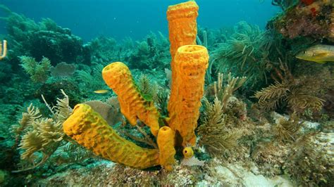 10 Facts About Sponges