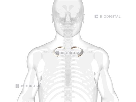 First Rib Biodigital Anatomy