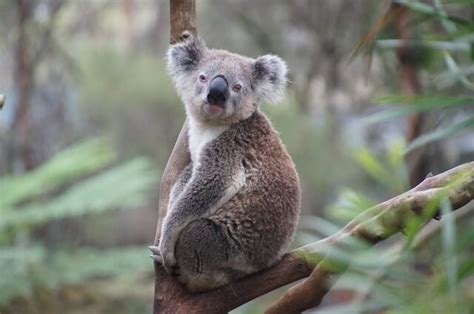 Koala qué es características hábitat reproducción alimentación