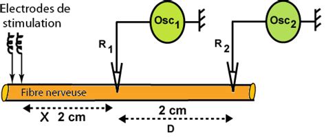 D après le potentiel d action enregistré par l électrode de réception R 1