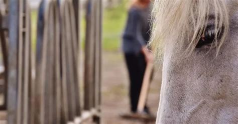 Here is why you should remove droppings from the paddock Malgré Tout