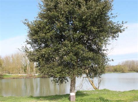 QUERCUS suber Pépinières Ripoche Nantes Divatte sur Loire