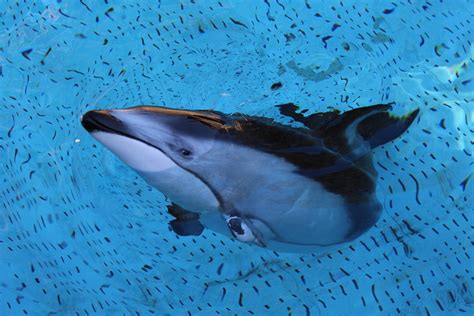 Pacific White-sided Dolphin - Nov 2014 - ZooChat