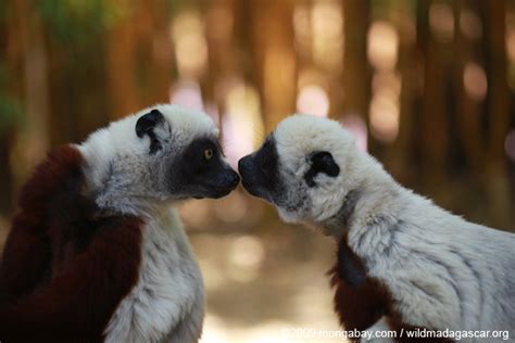 91% of Madagascar's lemurs threatened with extinction