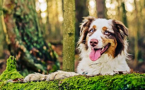 Aussie R Close Up Australian Shepherd Forest Pets Dogs Cute