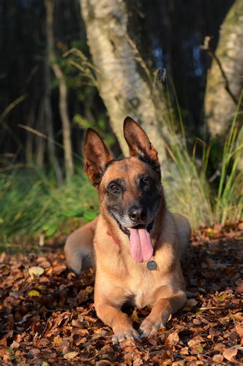 Tan Belgian Malinois Free Image Peakpx