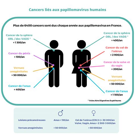 Infection Aux Papillomavirus Hpv Et Risques De Cancer Cancer