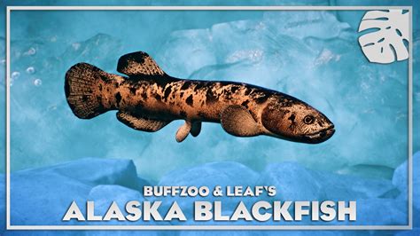 Alaska Blackfish - New Species V1.10 | Planet Zoo Mod Download