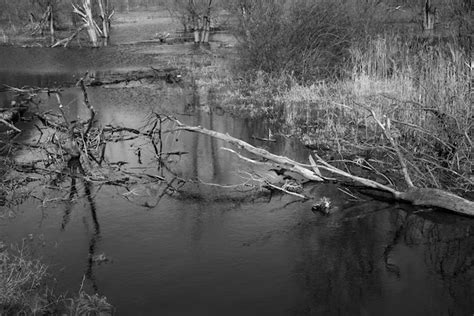 Premium Photo Reflection Of Bare Trees In Water