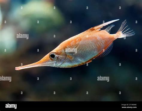 Longspine Snipefish Or Common Bellowsfish Hi Res Stock Photography And