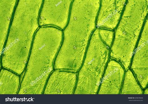 Image Under Microscope Stock Photos Images And Photography Shutterstock