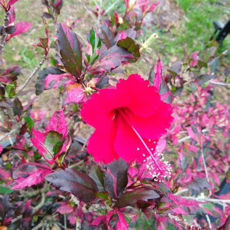 Hibiscus Rosa Sinensis Red Hot Variegated Hibiscus Red Hot