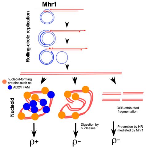 Genes Free Full Text Rolling Circle Replication In Mitochondrial