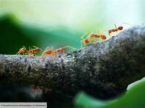 Comment Reconnaît On Une Reine Des Fourmis