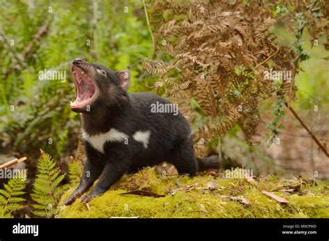 Tasmanian devil pouch hi-res stock photography and images - Alamy