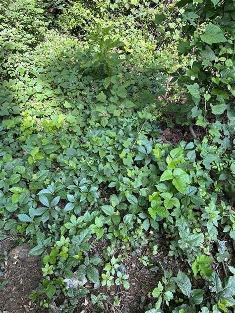 Poison Ivy Removal Rgardening