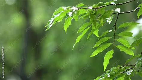 Raining Shower Drop On Leaf Tree Close Up Of Rainfall In Jungleheavy