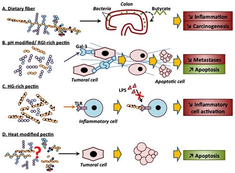 Frontiers Anti Cancer Activities Of Ph Or Heat Modified Pectin