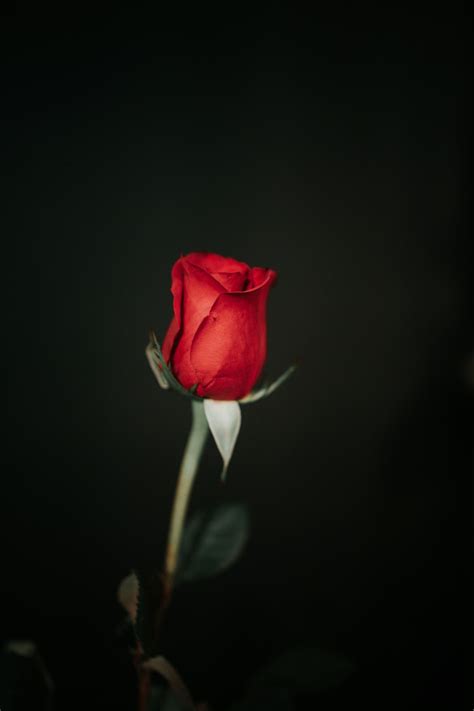 Red Rose With Black Background Hd Wallpaper