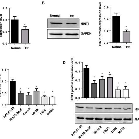 The Expression Level Of Hint In Human Os Tissues And Os Cell Lines