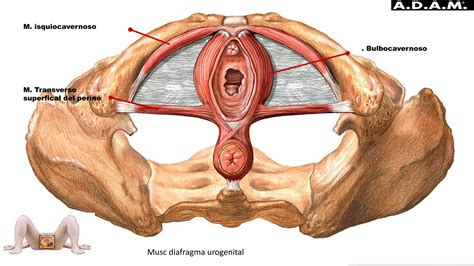 Anatom A Del Piso P Lvico Ppt Descarga Gratuita