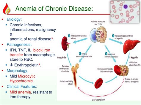 Ppt Anemia2 Deficiency Anemias Powerpoint Presentation Free Download