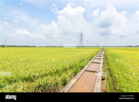 Water Canal For Paddy Rice Field Irrigation With Blue Skies Stock Photo